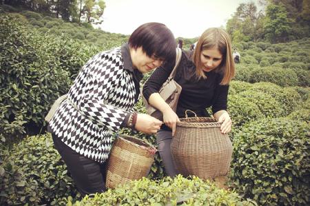 采茶(虎跑泉龙井茶联袂上演“西湖双绝”)